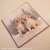 Winter Pals Labrador Christmas Card Pack 2nd Design